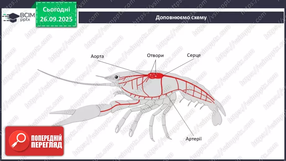 №017 - Узагальнення вивченого з теми: «Обмін речовин і перетворення енергії як властивість живого. Транспорт речовин в організмі людини».22 №017 - Узагальнення вивченого з теми: «Обмін речовин і перетворення енергії як властивість живого. Транспорт речовин в організмі людини».22