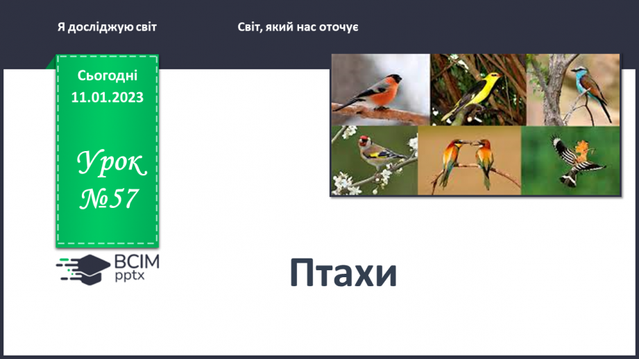 №0057 - Птахи0