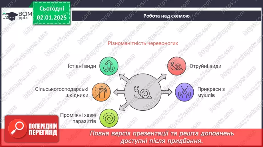 №52 - Молюски.17 №52 - Молюски.17
