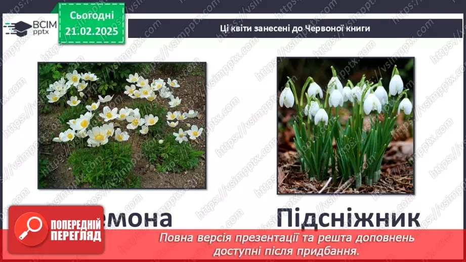 №0070 - Як почуваються рослини навесні12 №0070 - Як почуваються рослини навесні12