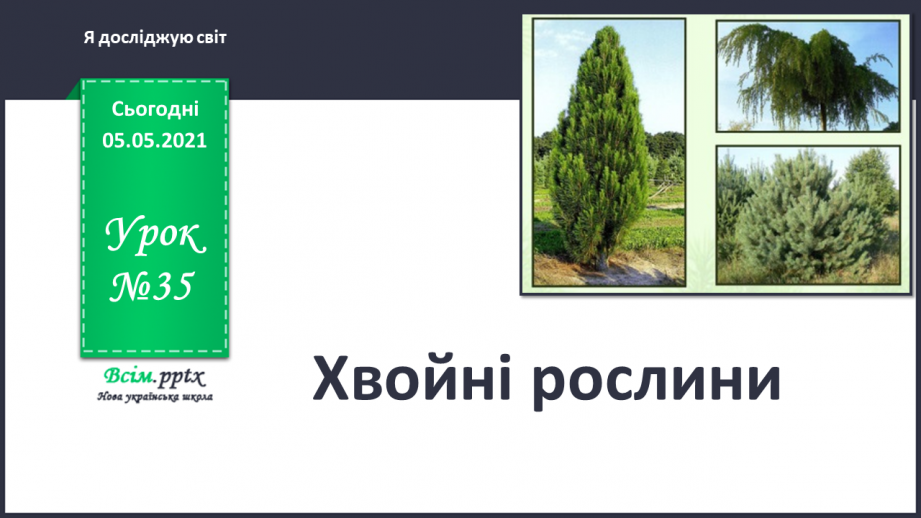 №035 - Хвойні рослини.0 №035 - Хвойні рослини.0