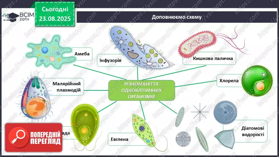 №003 - Узагальнення вивченого з теми: «Організм людини та тварин як складна багаторівнева біологічна система».19 №003 - Узагальнення вивченого з теми: «Організм людини та тварин як складна багаторівнева біологічна система».19