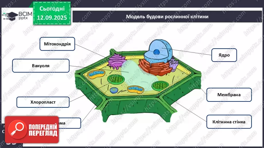 №011 - Особливості клітин рослин.20 №011 - Особливості клітин рослин.20