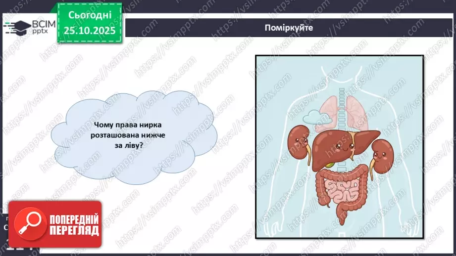 №029 - Будова й функції сечовидільної системи людини. Сечоутворення.6 №029 - Будова й функції сечовидільної системи людини. Сечоутворення.6