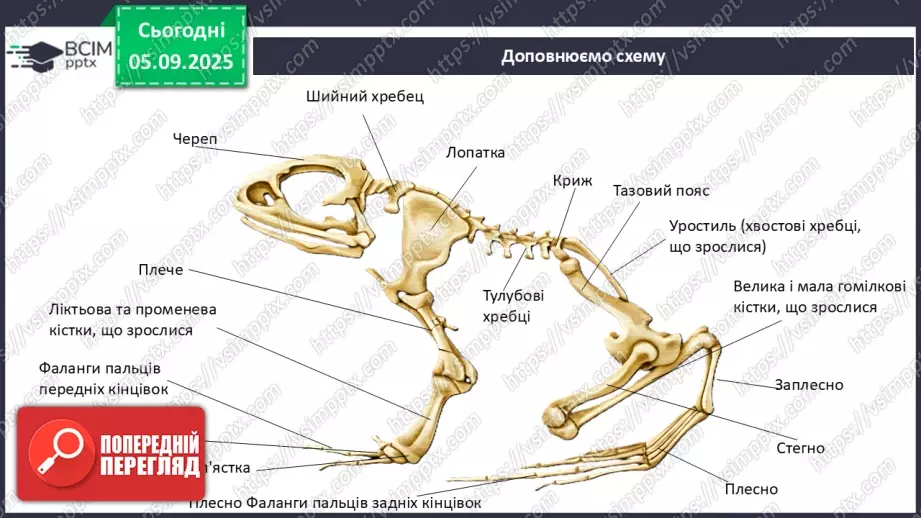 №008 - Узагальнення вивченого з теми: «Рух як властивість живого. Будова та функції опорно-рухової системи людини».15 №008 - Узагальнення вивченого з теми: «Рух як властивість живого. Будова та функції опорно-рухової системи людини».15