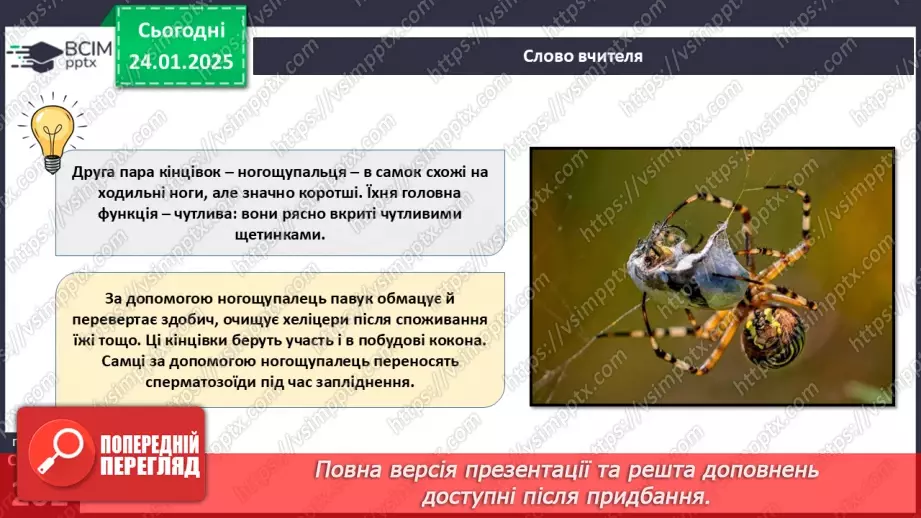 №58 - Павукоподібні.10