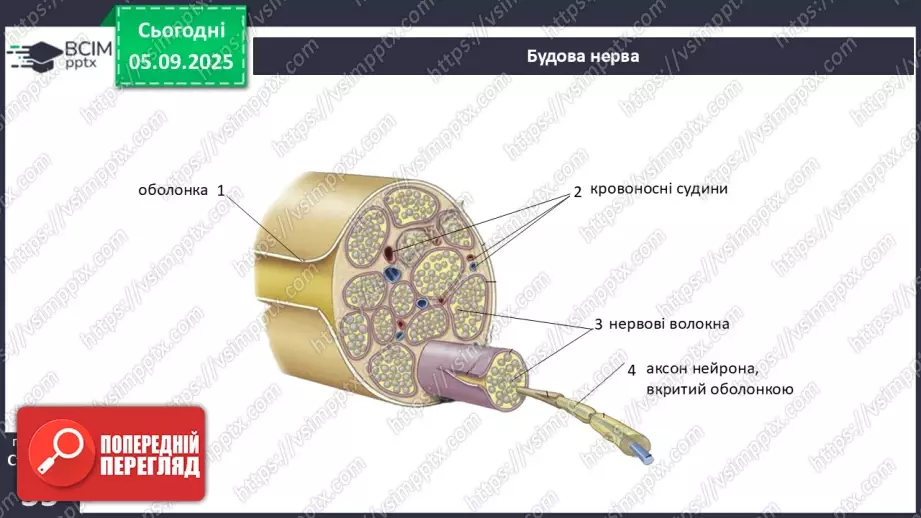 №008 - Будова нервової системи24 №008 - Будова нервової системи24