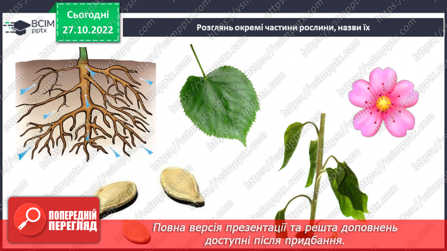 №033 - Будова рослин. Лікарські та отруйні рослини.13 №033 - Будова рослин. Лікарські та отруйні рослини.13