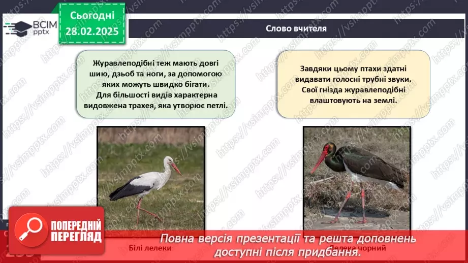 №65 - Різноманітність птахів.10