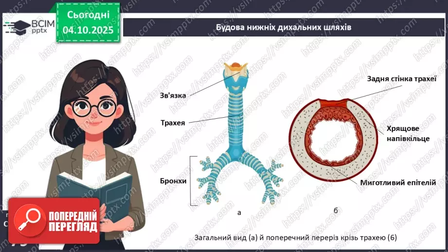 №019 - Будова й функції дихальної системи людини. Дихальні рухи. Газообмін у легенях і тканинах.12 №019 - Будова й функції дихальної системи людини. Дихальні рухи. Газообмін у легенях і тканинах.12