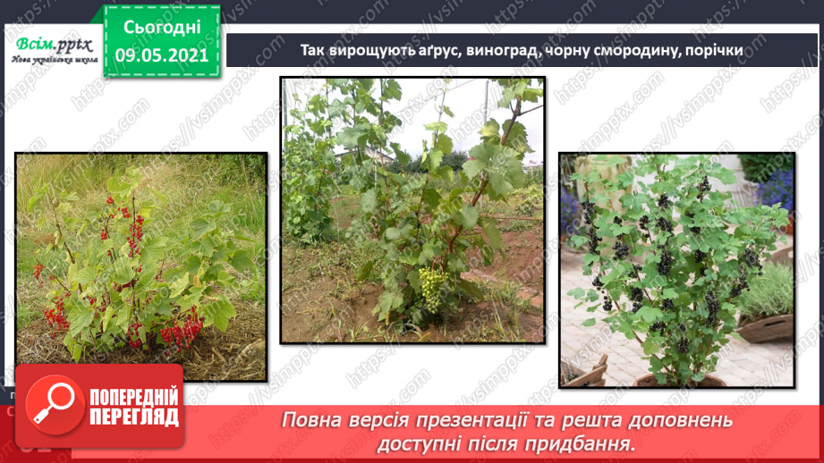 №054 - Як розмножуються рослини?28 №054 - Як розмножуються рослини?28