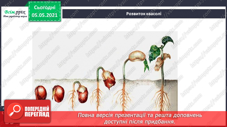 №035 - Сторінка дослідників. Як виростити нову рослину. Умови проростання насіння7 №035 - Сторінка дослідників. Як виростити нову рослину. Умови проростання насіння7