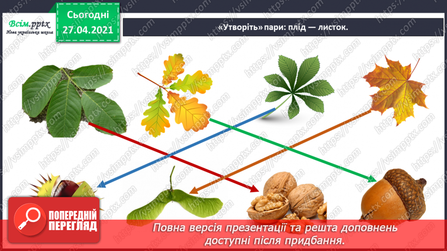 №011 - 012 - Якими бувають рослини? Як розрізняють рослини? Проводимо дослідження. Які умови потрібні рослинам для життя?21