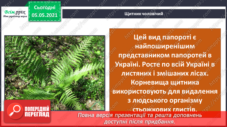 №034 - Папороті.14 №034 - Папороті.14