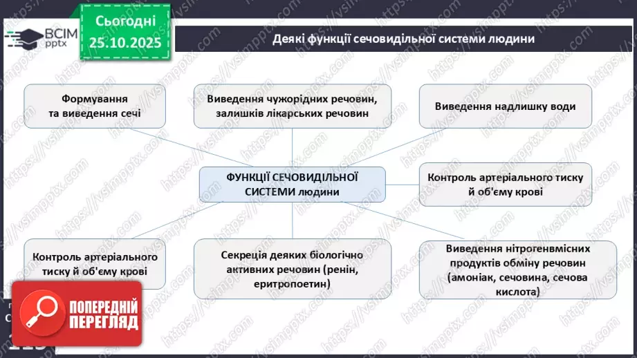 №029 - Будова й функції сечовидільної системи людини. Сечоутворення.11 №029 - Будова й функції сечовидільної системи людини. Сечоутворення.11