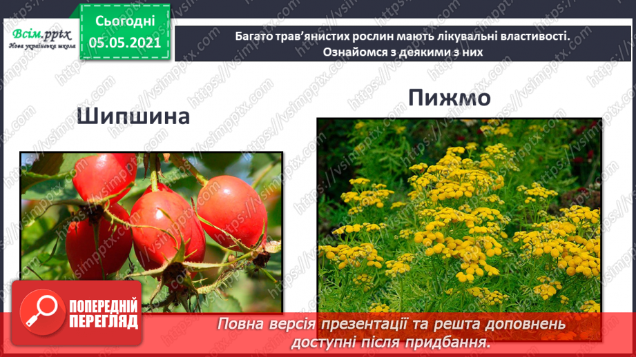 №036 - Квіткові рослини.17