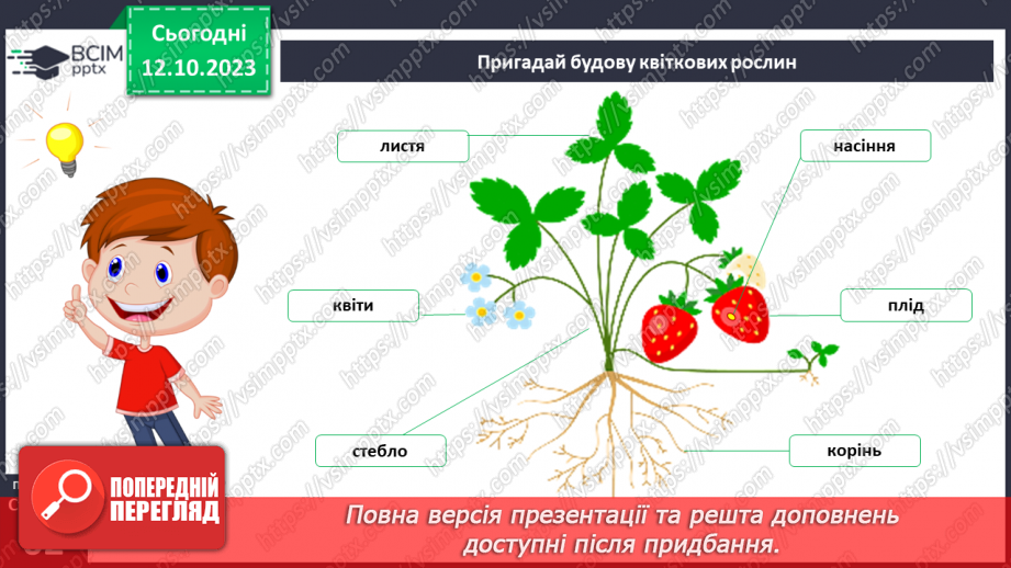 №022 - Плоди і насіння рослин4 №022 - Плоди і насіння рослин4