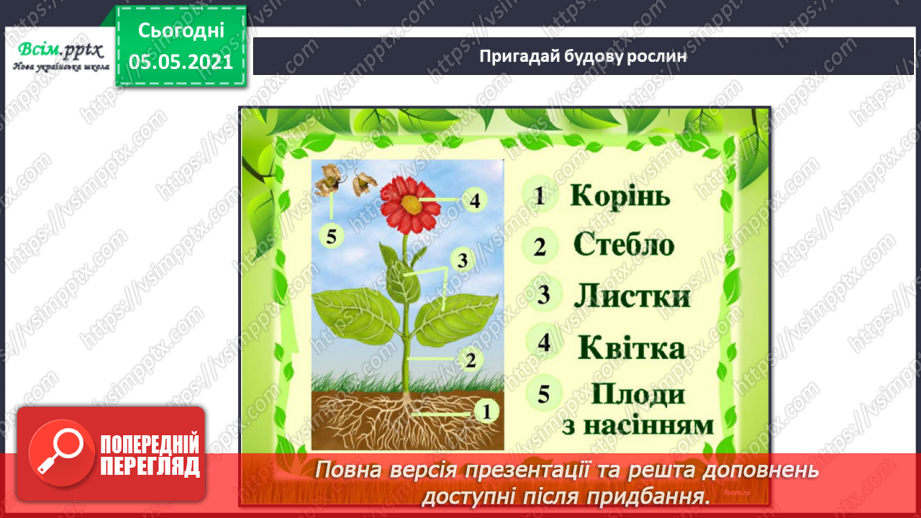 №036 - Квіткові рослини.12