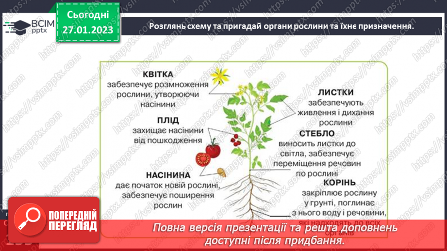 №41 - Процес живлення та дихання рослин.10