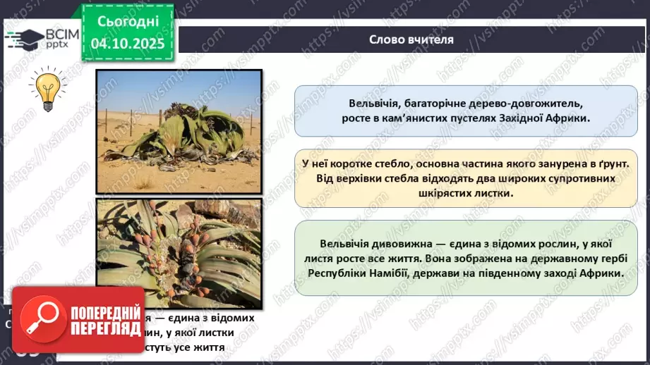 №020 - Голонасінні рослини: значення в екосистемах і використання (продовження).11 №020 - Голонасінні рослини: значення в екосистемах і використання (продовження).11