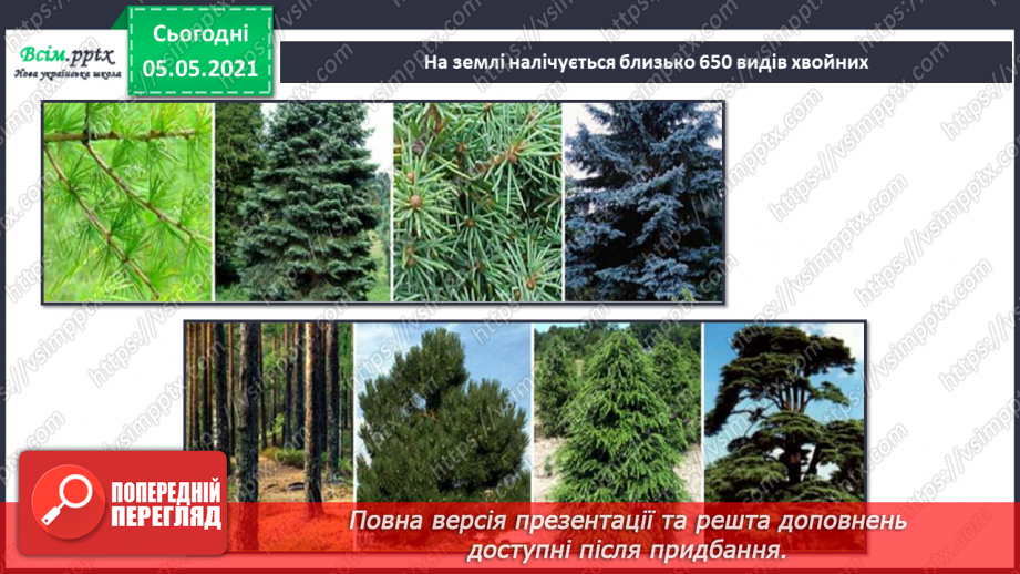 №035 - Хвойні рослини.8 №035 - Хвойні рослини.8