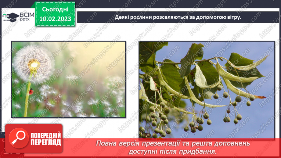 №45 - Пристосування до життя та різноманітність рослин. Секрети насінини.17