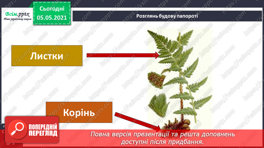 №034 - Папороті.11 №034 - Папороті.11