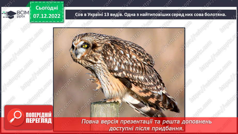 №17 - Розумна сова. Робота з пластиліном. Виготовлення із пластиліну плоских зображень. Ліплення сови за зразком.5