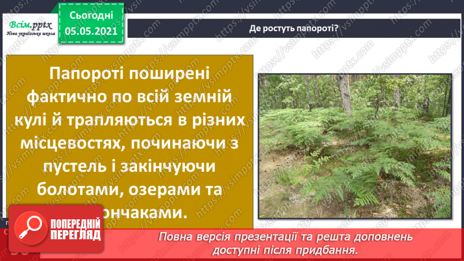 №034 - Папороті.10 №034 - Папороті.10