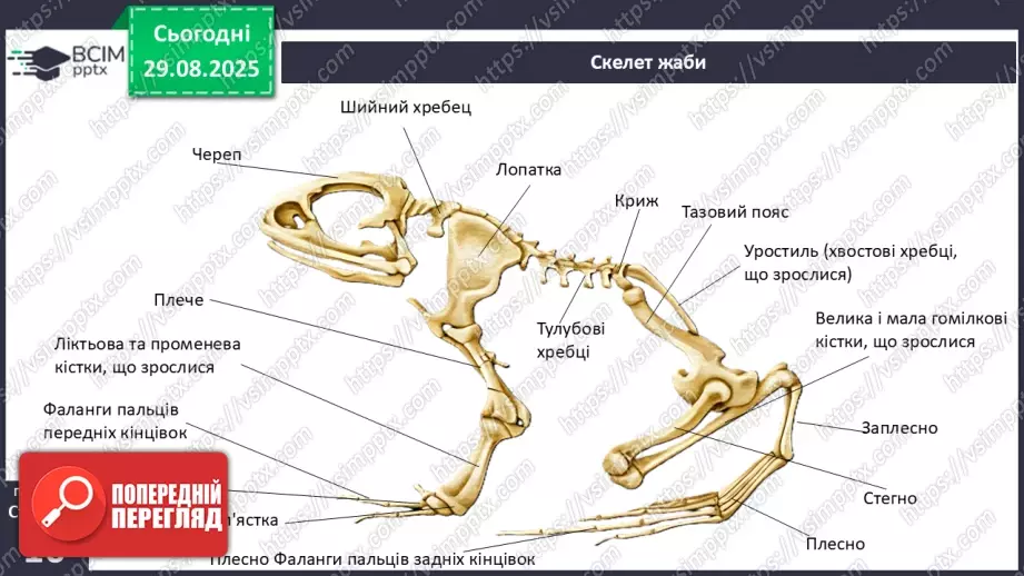 №004 - Рух як властивість живого. Еволюція опорно-рухового апарату хордових тварин.21 №004 - Рух як властивість живого. Еволюція опорно-рухового апарату хордових тварин.21