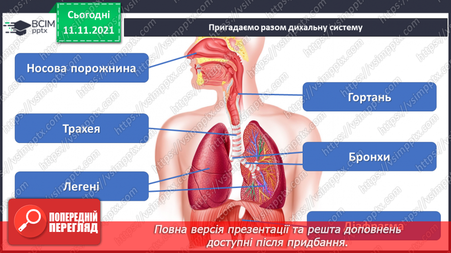 №12 - Створення моделі дихальної системи.4