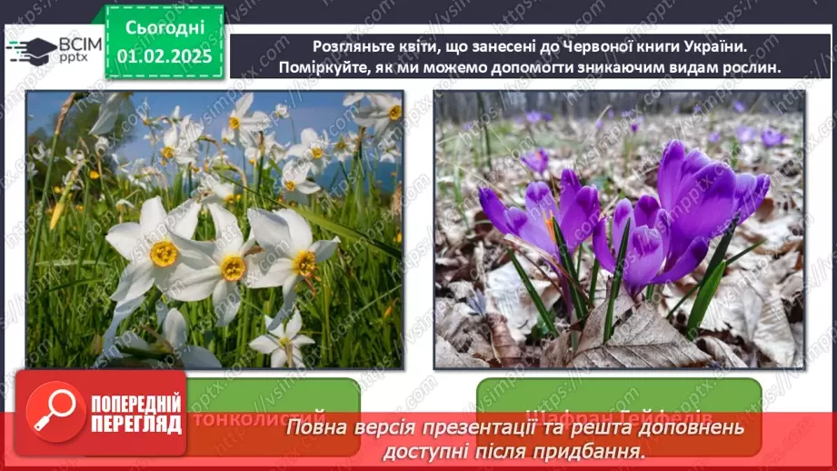 №021 - Світ рослин у мистецтві6 №021 - Світ рослин у мистецтві6