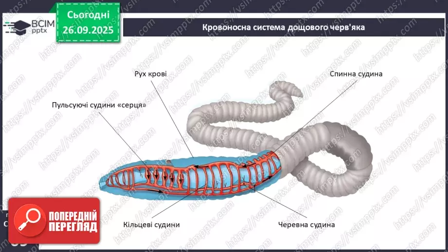 №016 - Еволюція кровоносної системи.7 №016 - Еволюція кровоносної системи.7