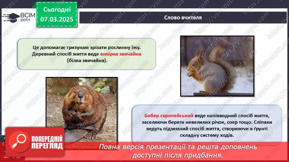 №68 - Різноманітність ссавців. Першозвірі. Сумчасті.  Комахоїдні. Рукокрилі. Гризуни.19