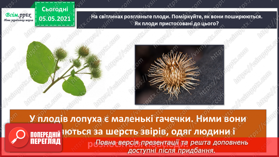 №033 - Розмноження квіткових рослин13