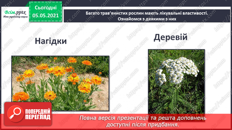 №036 - Квіткові рослини.20