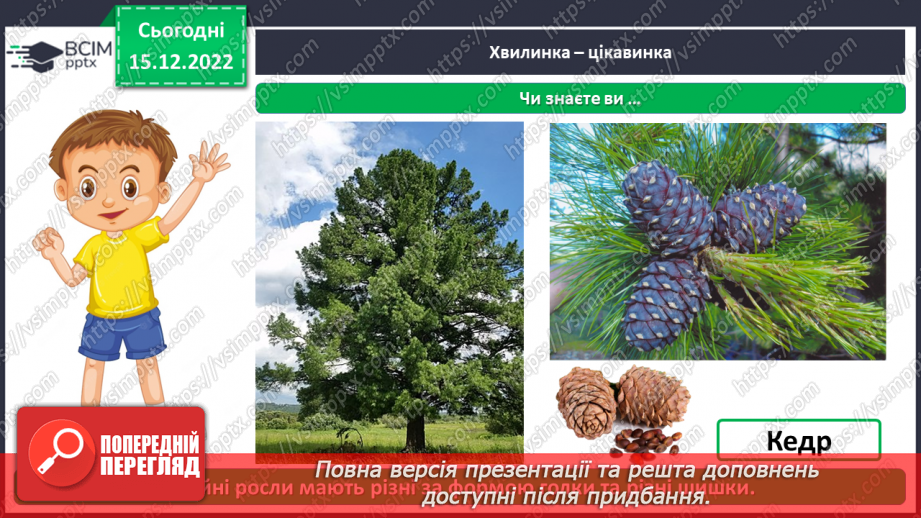 №0052 - Листяні і хвойні рослини19 №0052 - Листяні і хвойні рослини19