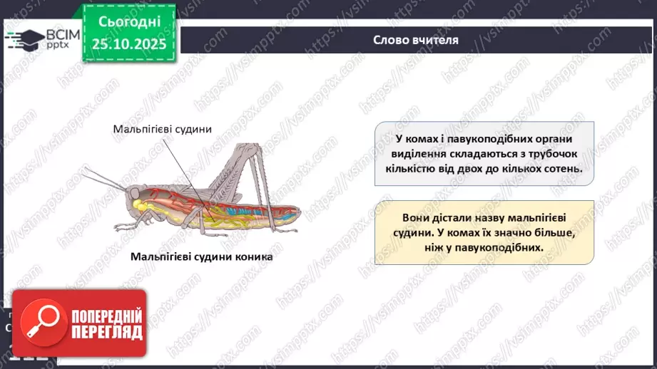 №028 - Виділення як властивість живого. Еволюція видільної системи тварин.16 №028 - Виділення як властивість живого. Еволюція видільної системи тварин.16