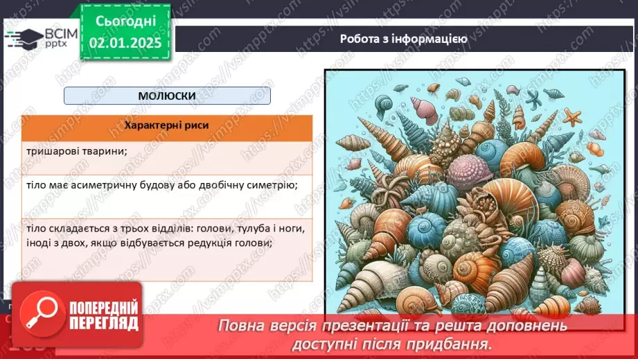 №52 - Молюски.10 №52 - Молюски.10