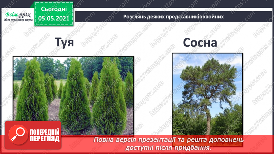 №035 - Хвойні рослини.20 №035 - Хвойні рослини.20
