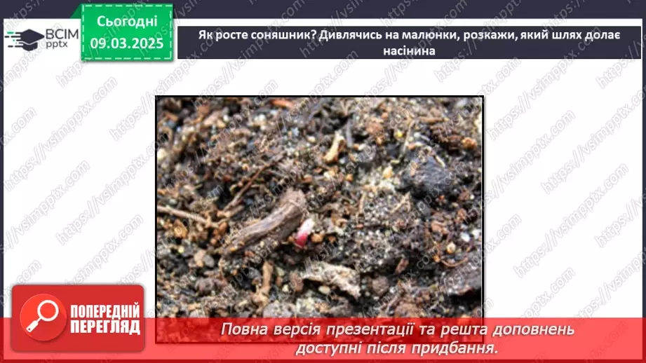 №076 - Як росте і розвивається рослина з насінини. ст.67-6924