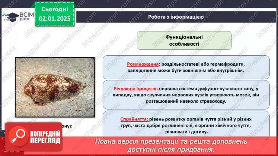 №52 - Молюски.15 №52 - Молюски.15