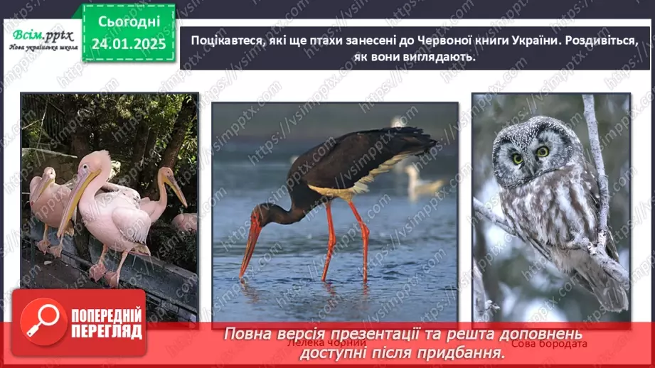 №20 - Карнавал птахів17 №20 - Карнавал птахів17