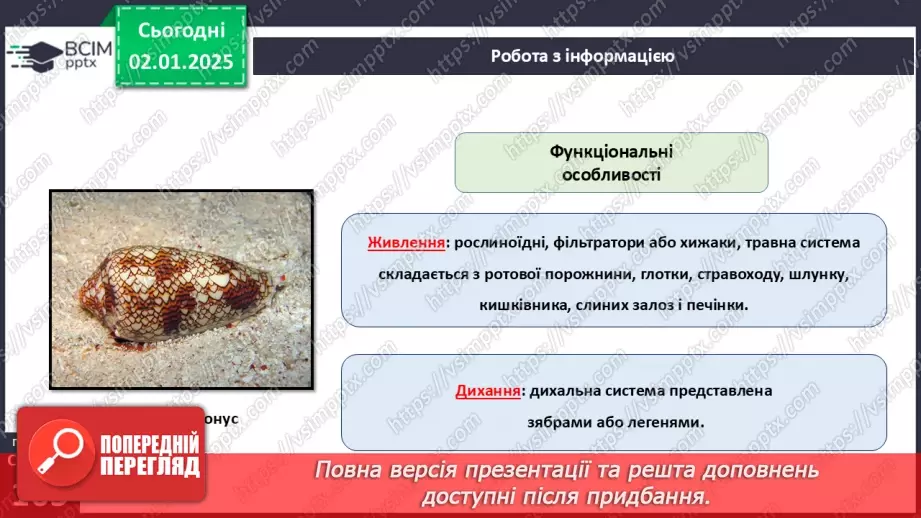 №52 - Молюски.13 №52 - Молюски.13