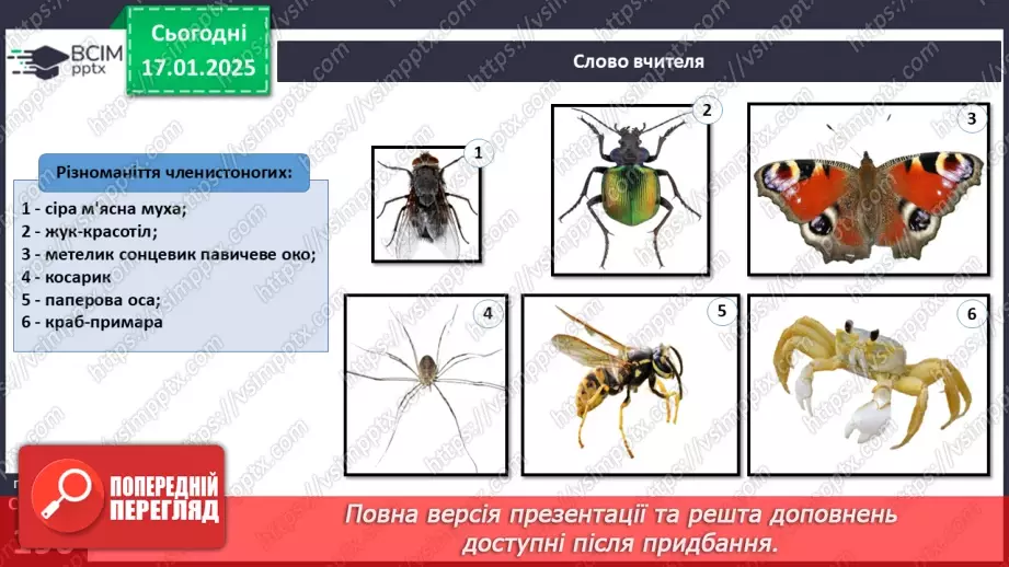 №55 - Членистоногі - безхребетні тварини із зовнішнім скелетом. Ракоподібні.7
