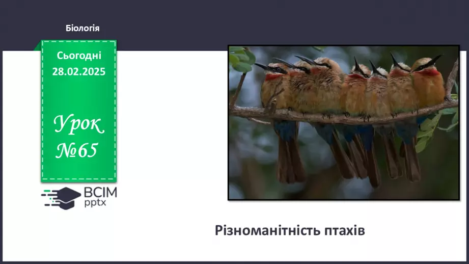 №65 - Різноманітність птахів.0