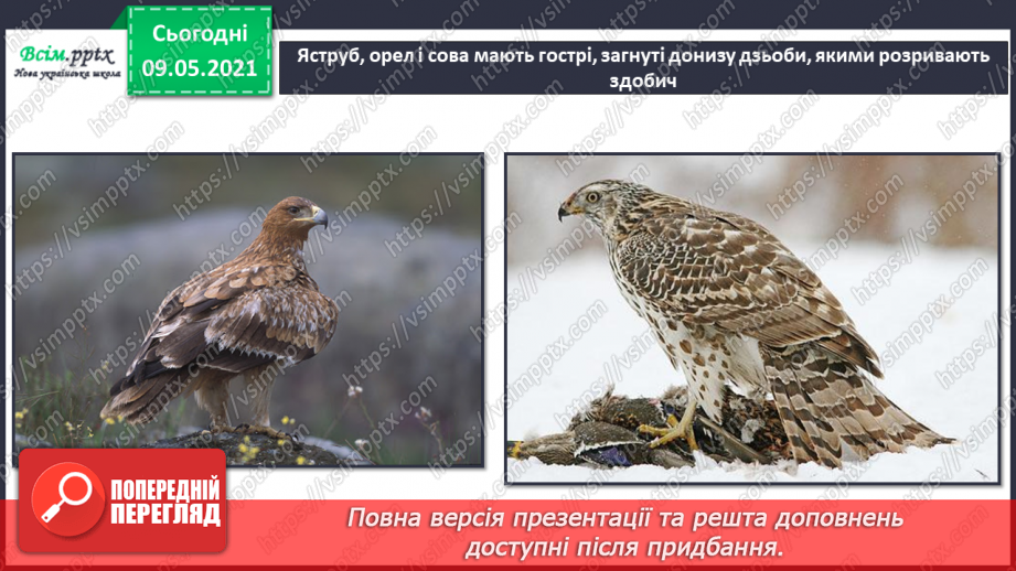№066 - Як птахи опанували повітряний простір?16 №066 - Як птахи опанували повітряний простір?16