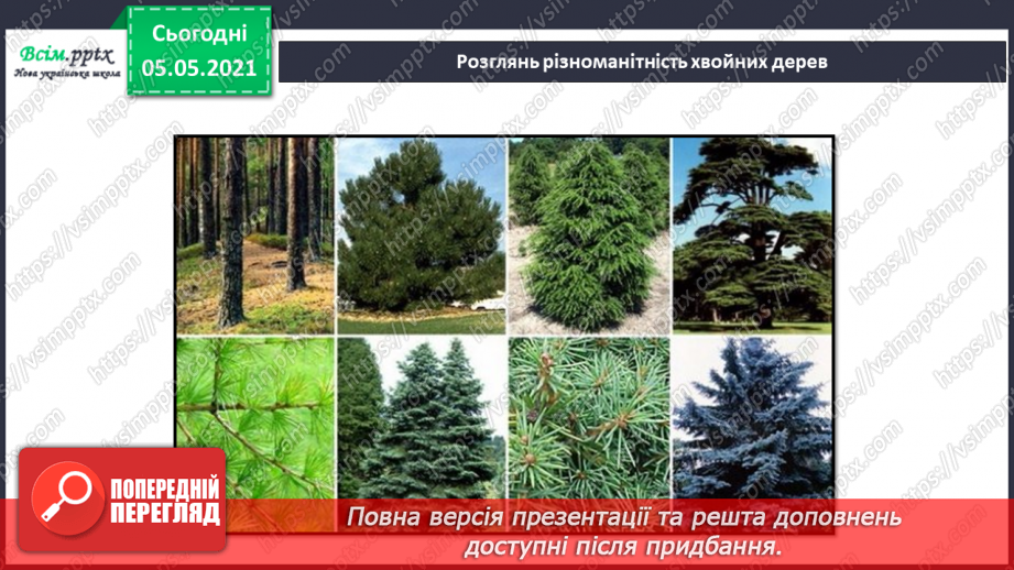 №035 - Хвойні рослини.6 №035 - Хвойні рослини.6
