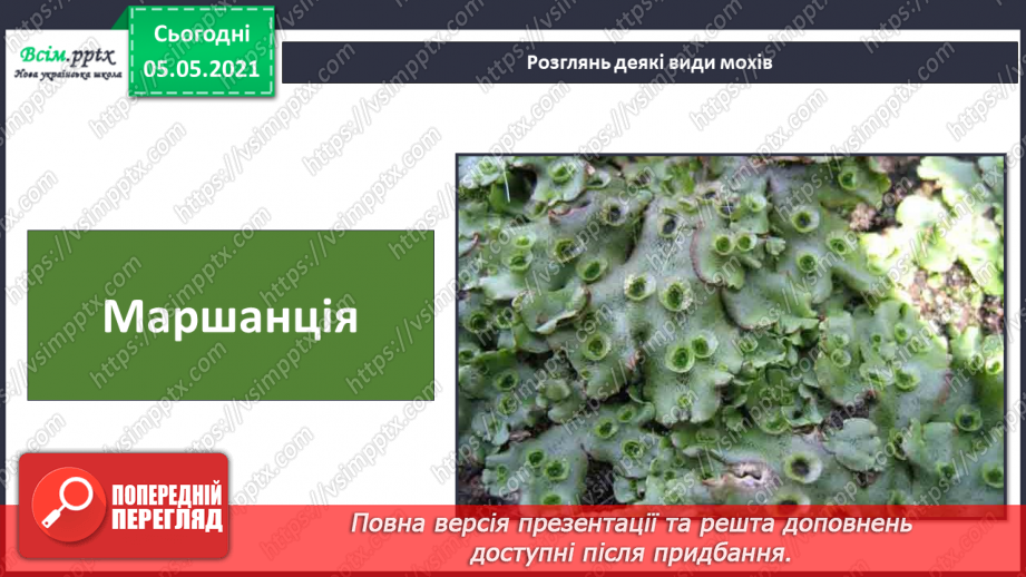 №033 - Мохи.24 №033 - Мохи.24