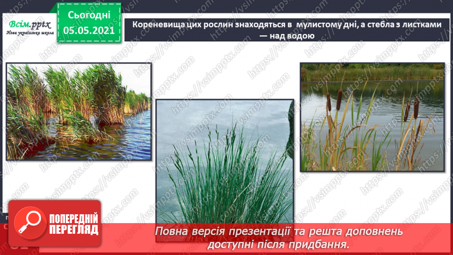 №052 - Природне угруповання — прісна водойма.12